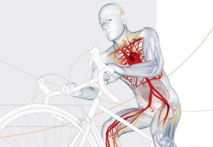 Ilustración del sistema circulatorio humano superpuesta a una persona en bicicleta