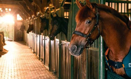 Bemer para Caballos